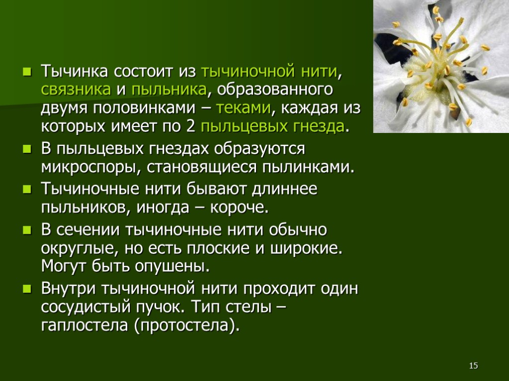 15 Тычинка состоит из тычиночной нити, связника и пыльника, образованного двумя половинками – теками,